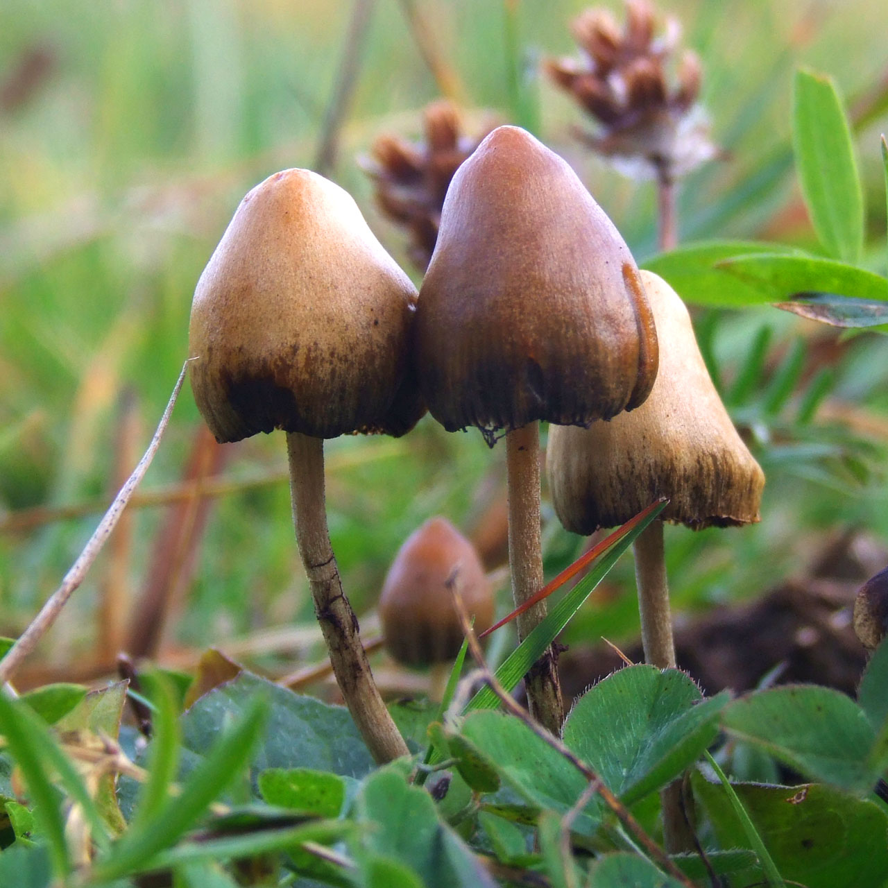 magic mushrooms in nature